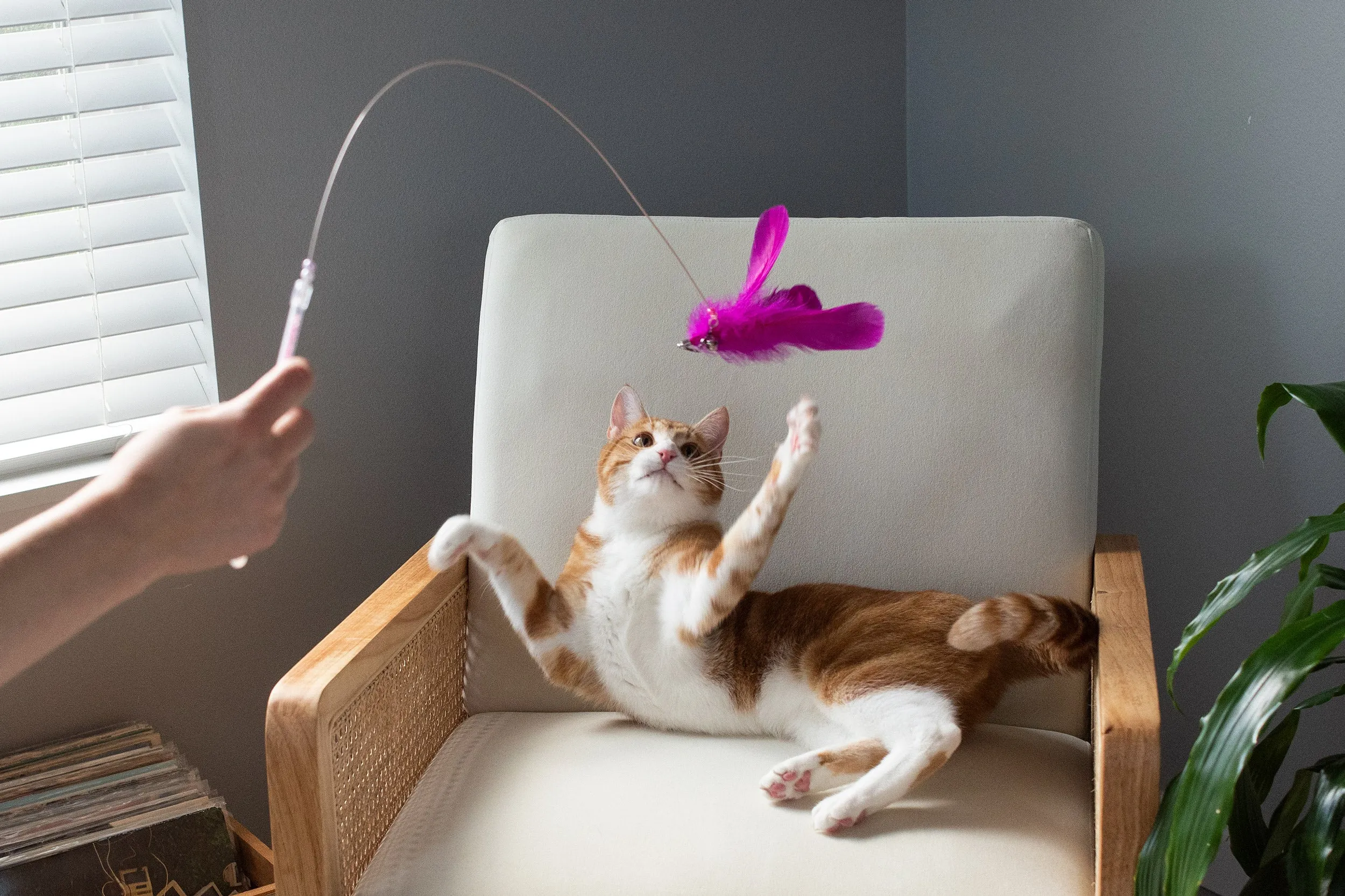 Dizzy Kitty Feather Cat Wand Toy (2 pack)