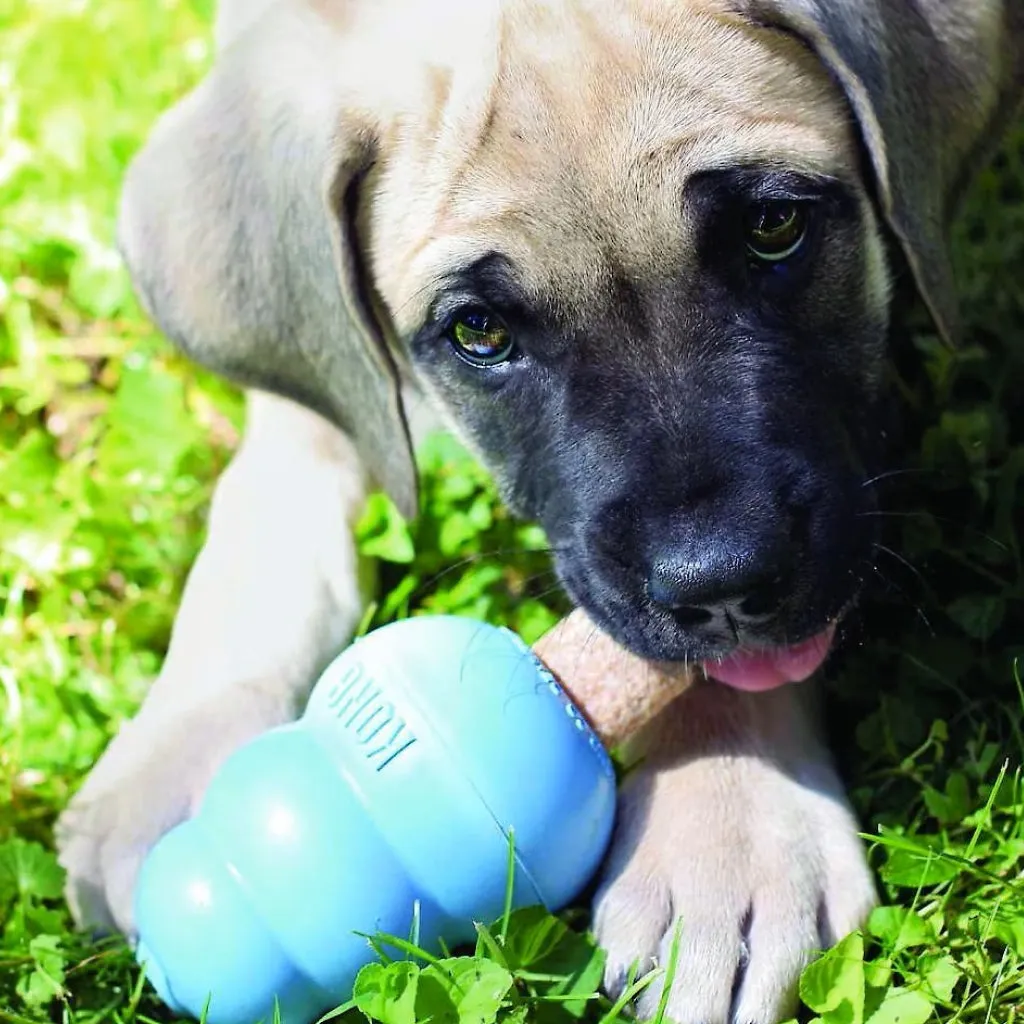 KONG Ziggies Enhanced Plant-Based Treats For Puppies